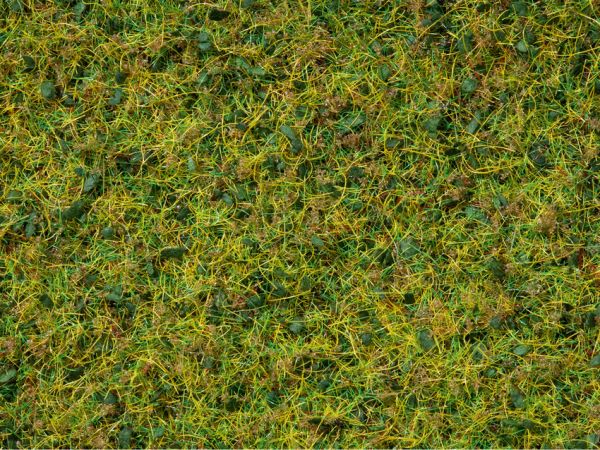 NOC07077 - Pot master grass blend 100g - 1