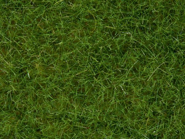 NOC07092 - Pot wilgrass 100g - 1