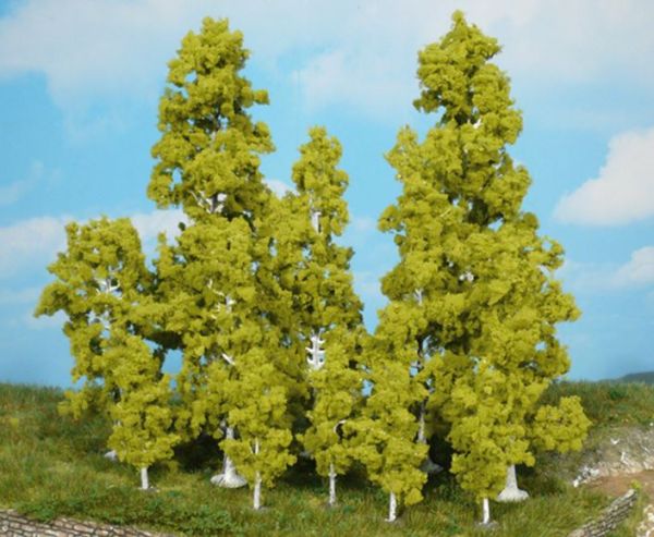 HEK1138 - 6 Birch trees 5.5 cm - 1