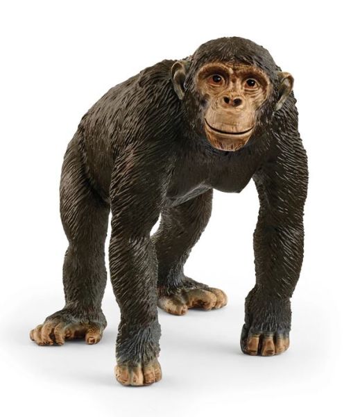 SHL14883 - Chimpanzee - 1