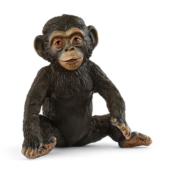 SHL14884 - Young Chimpanzee - 1