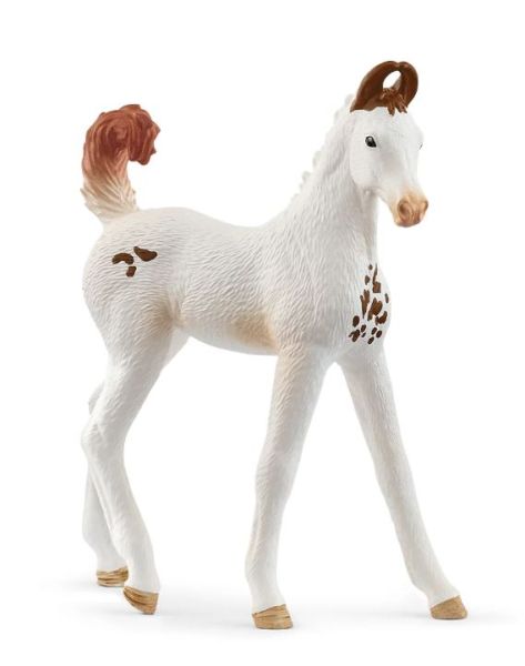 SHL14896 - Marwari Foal - 1