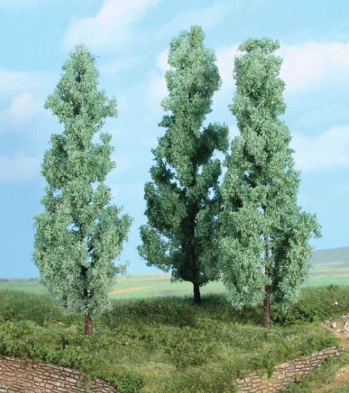 HEK1783 - 3 white poplars 18 cm - 1