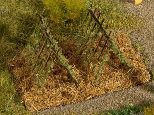 NOC13225 - Bean trellis - 1