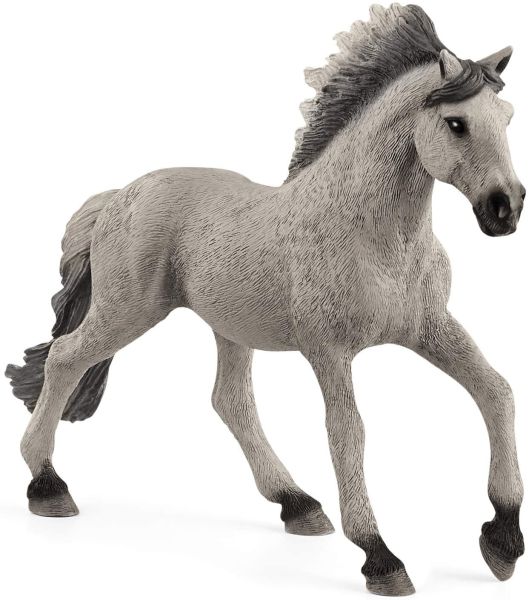 SHL13915 - Mustang stallion Sorraia - 1