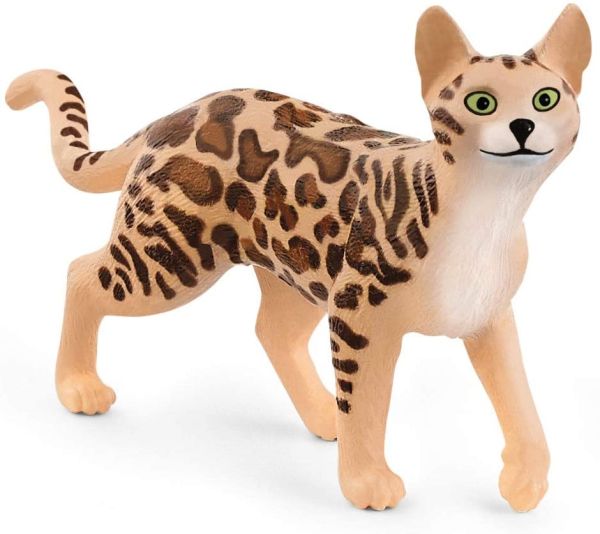 SHL13918 - bengal cat - 1