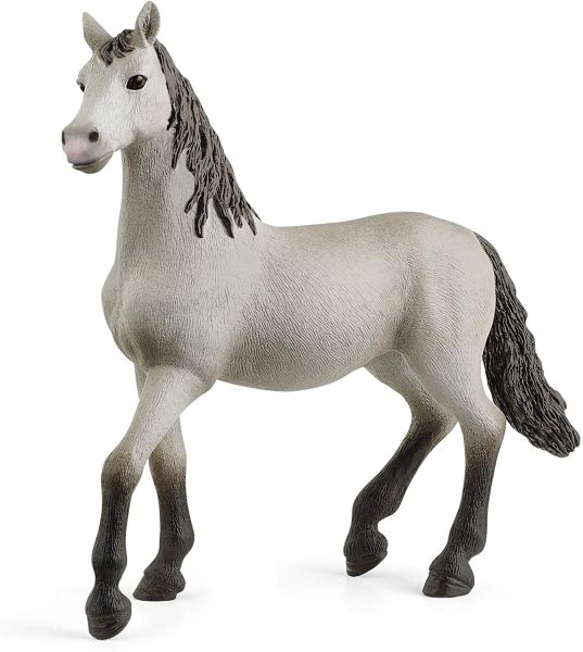 SHL13924 - Purebred Spanish foal - 1