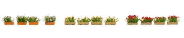 NOC14009 - Red, white and yellow flower boxes - 1