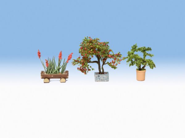 NOC14020 - Ornamental plants in pots - 1