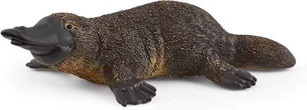 SHL14840 - Platypus - 1