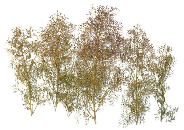 NOC23100 - Natural trees - 1