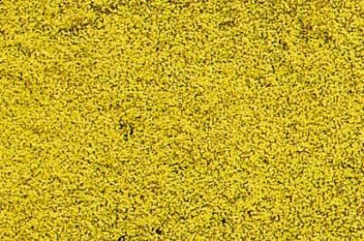 HEK1589 - Carpet of yellow flowers 28x14 cm - 1