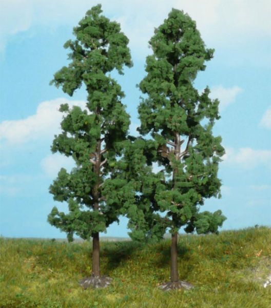 HEK1130 - 2 Beech trees 18 cm - 1