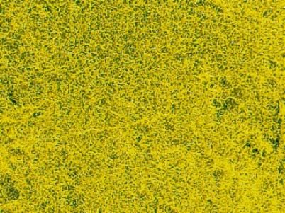 HEK1593 - Rapeseed flower meadow grass carpet 28 x 14 cm - 1