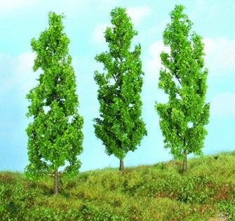HEK19102 - 3 Poplar trees 18 cm - 1