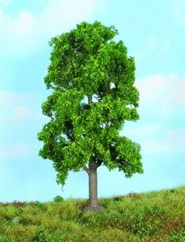 HEK19104 - Linden tree 18 cm - 1