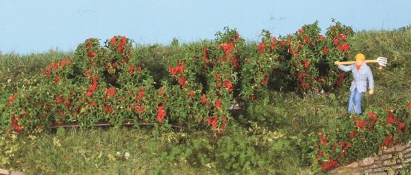 HEK19125 - 10 hedges and rose bushes 0.7 to 3 cm - 1