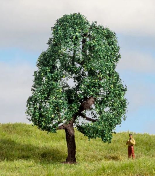 NOC20111 - Oak 10 cm - 1