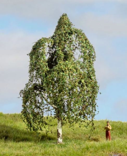NOC20121 - Silver birch 12 cm - 1