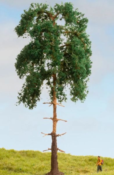 NOC20141 - Pine 18 cm - 1