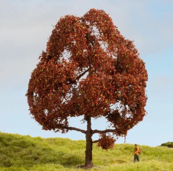 NOC20150 - Red beech 15 cm - 1