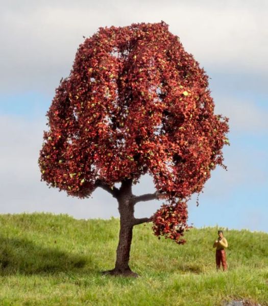 NOC20151 - Red Beech 10 cm - 1