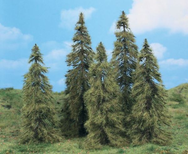 HEK2176 - 5 larch trees 14-18 cm - 1