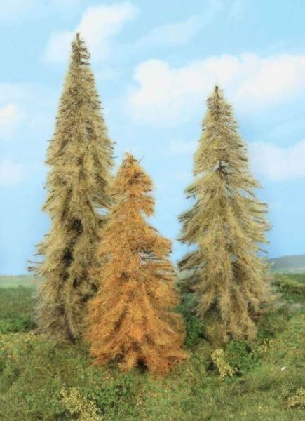 HEK2177 - 3 autumn larch trees 18-22 cm - 1