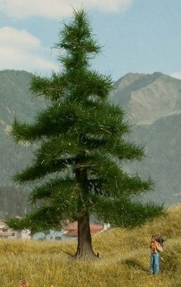 NOC21810 - Nordmann fir 12 cm - 1