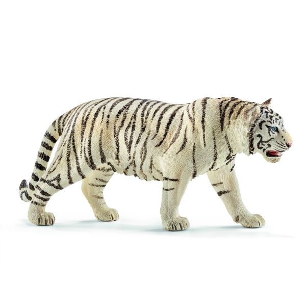 SHL14731 - male white tiger - 1