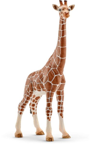 SHL14750 - female giraffe - 1