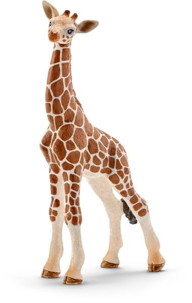 SHL14751 - baby giraffe - 1