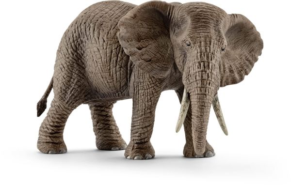 SHL14761 - African Elephant - 1