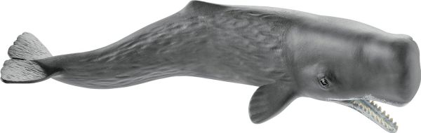 SHL14764 - Great Sperm Whale - 1