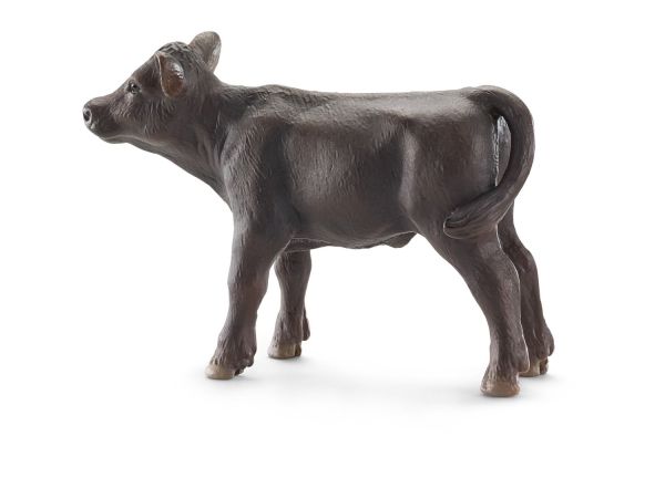 SHL13768 - Angus Calf - 1