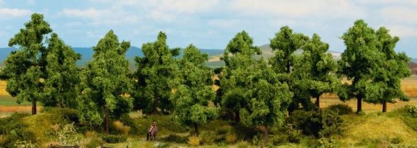 NOC24602 - 6 Deciduous trees 14 to 18 cm - 1
