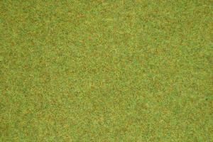 NOC00280 - Carpet grass master summer meadow - 1