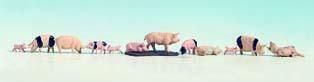 NOC15712 - 12 pigs - 1