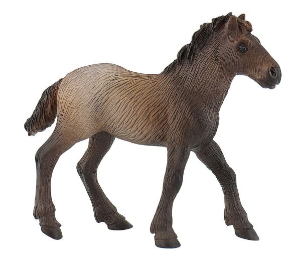 BUL62734 - Camargue foal - 1