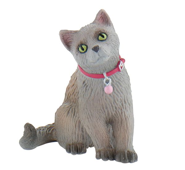 BUL66372 - Russian Cat - 1