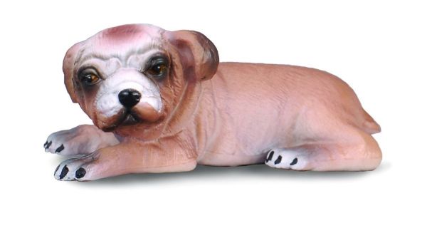 COLL88180 - English Lying Bulldog Puppy - 1