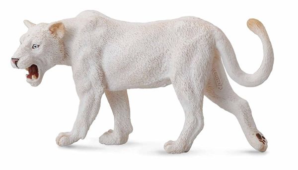 COLL88549 - White Lioness - 1