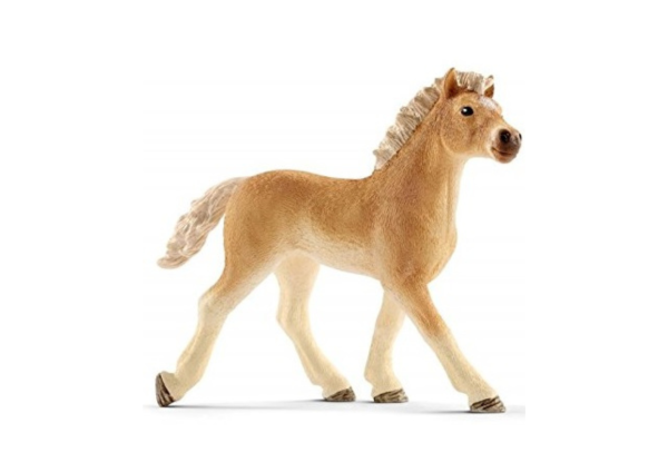 SHL13814 - Haflinger foal - 1