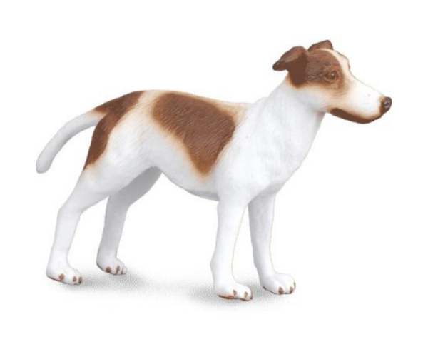 COLL88188 - Greyhound Puppy - 1