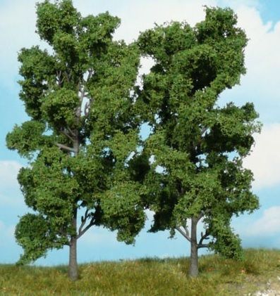 HEK1912 - 2 Beech trees 18 cm - 1