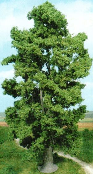 HEK1942 - Sugar maple 30 cm - 1