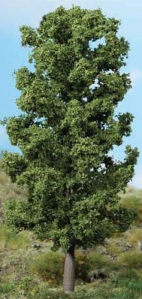 HEK1981 - Beech trees 20 cm - 1