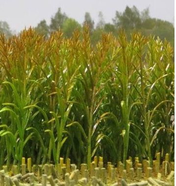 JUW23288 - 50 feet of miniature green corn height 10 cm - 1