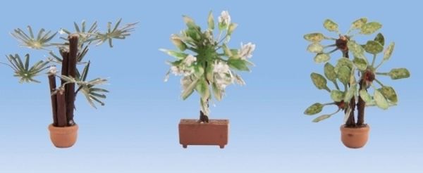 NOC14023 - Mediterranean plants - 1