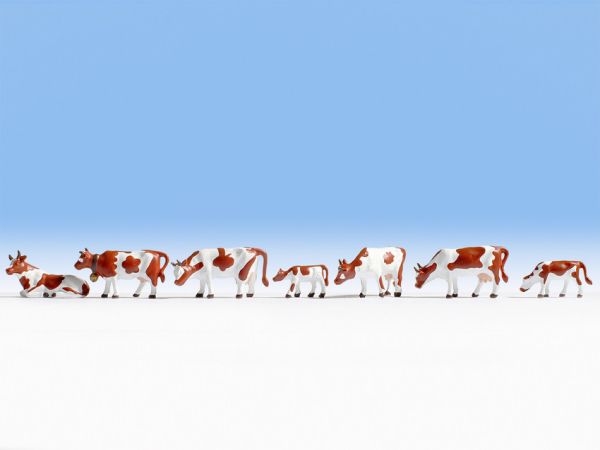 NOC15723 - Cows brown and white - 1